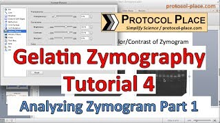 Gelatin Zymography Tutorial 4 Identifying MMPs by Molecular Weight [upl. by Ezequiel]