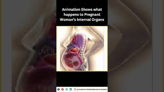 How a Womans Body Adapts During Pregnancy Incredible Organ Shifts Explained [upl. by Archie]