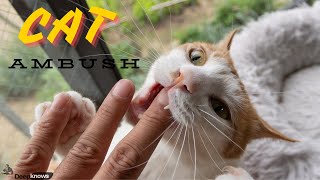 HOW TO STOP YOUR CAT FROM BITING YOU [upl. by Ecal424]