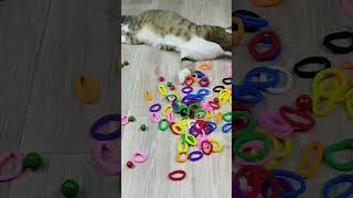 Cat barsik reverse video ASMR cat catvideos billi [upl. by Dleifyar367]