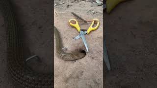 HOW TO MAKING SNAKE TRAP WITH SCISSORS snake animaltrap animals [upl. by Cicenia]