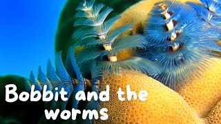 Annelids  Bobbit and Christmas tree worms [upl. by Tiertza]