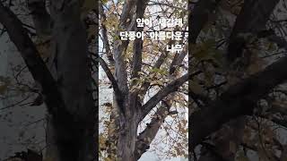 잎이 세갈래 늦가을 단풍이 아름다운나무 중국단풍 중국단풍 이하이 손잡아줘요 [upl. by Ahsoem]