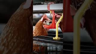 Frango faz mal saude tiagorocha dicas dieta vegetariano [upl. by Iolanthe]