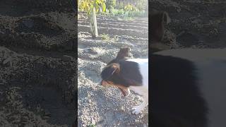 Perro Ratonero Bodeguero Andaluz bosteza delante de la cámara tras un largo día en el campo [upl. by Bellda]