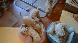 Schnoodle Puppies Pen set up [upl. by Wooldridge443]