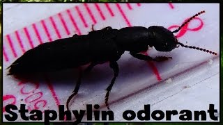 Ocypus sp  Staphylinidae  Staphylin odorant staphylin noir  032017 [upl. by Silverman]