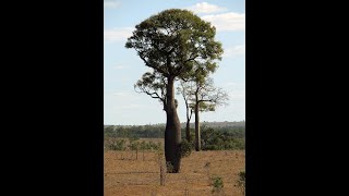 Brachychiton rupestris  El árbol botella de Queensland  La Expedición Botánica del siglo XXI [upl. by Laud76]