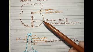 CV A 006 Development of interventricular septum [upl. by Bromleigh448]