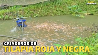 CRIADEROS DE TILAPIA ROJA Y NEGRA [upl. by Azeel]