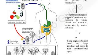 Giardia lamblia lecture [upl. by Doug]