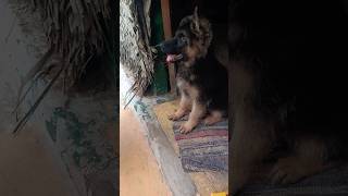 Dog food guidelines✨❤️dog food shorts trending germanshepperd tamil puppy [upl. by Roel]