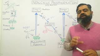 Non cyclic phosphorylation English medium profmasoodfuzail Light Reaction  Hills Reaction [upl. by Zetram]