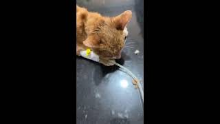 Episode 104 treatment cat infected parvovirus [upl. by Stout]