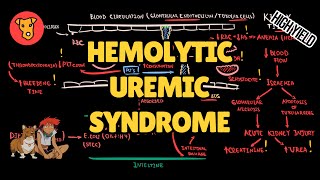 HEMOLYTIC UREMIC SYNDROME Pathogenesis HUS Mechanism of clinical symptoms [upl. by Ydnyl697]