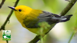 Prothonotary warbler song  call  sound  Bird [upl. by Drarehs800]