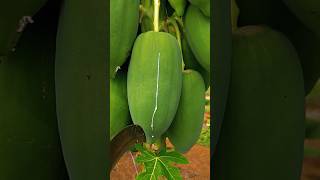 Damage to papaya pulpin order to extract papainknowledge [upl. by Ethelstan]