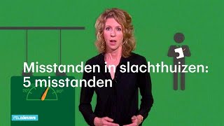 Misstanden in Nederlandse slachthuizen 5 gruwelijke voorbeelden  RTL NIEUWS [upl. by Afira769]