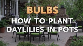 How to Plant Daylilies in Pots [upl. by Ybbor]