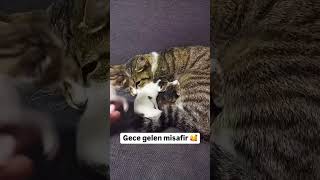 İyi ki gelmiş hoşgelmiş 😻 cat kediaski catlover kediplus kedi 🎥yenibosnakusevi [upl. by Groos]