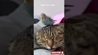 Cat and parrot funny fight😜🤣🤣 funny comedyvideos cat [upl. by Kora]