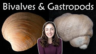 Mollusca Pt 2 Bivalves amp Gastropods Invertebrate Paleontology  GEO GIRL [upl. by Ylellan60]