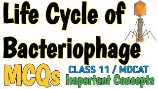 LIFE CYCLE OF BACTERIOPHAGE VIRUS  MCQS  ACELLULAR LIFE  BIOLOGY 11 and MDCAT  NEET [upl. by Abigale272]