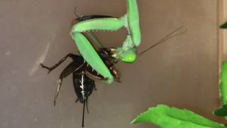 Hierodula Majuscula Giant Rainforest Mantis feeding [upl. by Reivax]