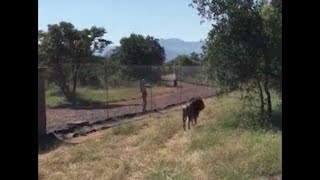 British man mauled by lion at his wildlife park in South Africa [upl. by Lawton]