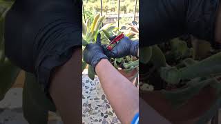 How to prune and propagate ghost plant  succulents tips [upl. by Andrey894]