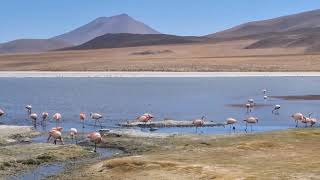 Laguna Cañapa ‐ Bolivia [upl. by Krishnah]