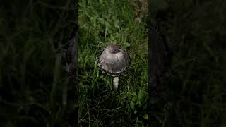 Shaggy inkcap Coprinus comatus [upl. by Kathlene]