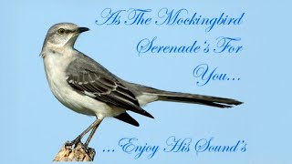 Northern Mockingbird Mimus polyglottos Singing at night June 29 2012 BEST [upl. by Abra]