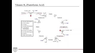 Water Soluble Vitamins Nutrition 2 of 5 [upl. by Dnumde]