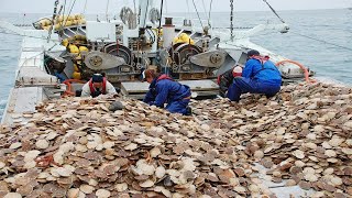 Amazing Fastest Catch Hundreds Tons of Scallops With Modern Big Boat  Amazing big catching on sea [upl. by Enrak360]