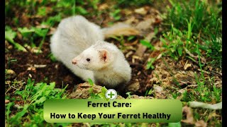 Facts About Ferrets  Everything You Need to Know [upl. by Ellehctim989]