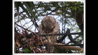 SPOTTED EAGLE OWL Montage of photos and call [upl. by Narmi]