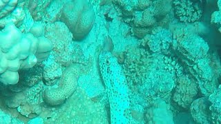 A glimpse of a Grouper eating a baby Moray Eel sharmelsheikh egypt travel sharmelsheikhegypt [upl. by Gill]