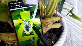 Coelogyne pandurata vs Coel asperata  komparasikan yuk indonesianorchids [upl. by Moll]