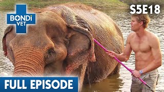 Bondi Vet Visits Thailand 🐵  Bondi Vet Season 5 Ep 18  Bondi Vet Full Episode  Bondi Vet [upl. by Yelsha]