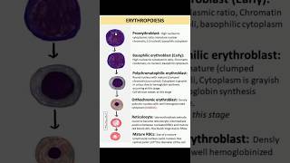 Erythropoiesis  bpt physiology  Bio Archives  Manan Sachdeva [upl. by Terryn]