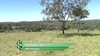 Fazenda à venda em Camapuã MS com 600 hectares DESTAQUE [upl. by Esyahc544]