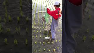 Baby Crabs in Rice Fields A Natural Partnership  STBossEn [upl. by Ecam976]