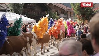 Almabtrieb Tirol  Kelchsau Kitzbüheler Alpen 🐮 [upl. by Acinoryt827]