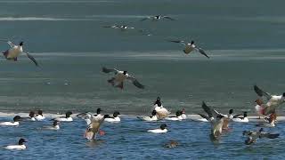 Common Mergansers [upl. by Rezzani]