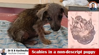 Scabies in stray puppydogSarcoptes miteitch mitestreatment of scabies in dogDr R B Kushwaha [upl. by Ettennej728]