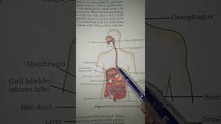 Human Alimentary Canal digestivesystem biology [upl. by Ammamaria]