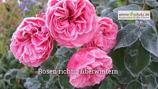 Winterschutz für Rosen Rosen überwintern [upl. by Fadden]