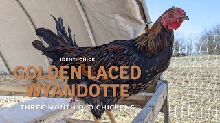 Golden Laced Wyandotte 3MonthOld Chickens [upl. by Tori]