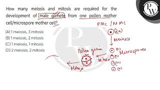 How many meiosis and mitosis are required for the development of male gamete from one pollen mot [upl. by Nnaitsirk842]